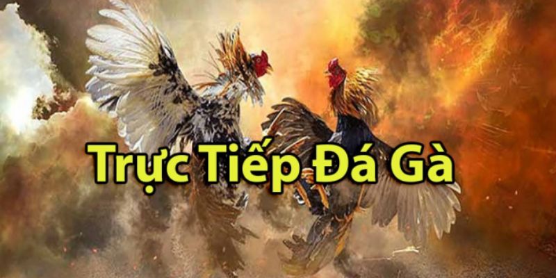Trực Tiếp Đá Gà: Thường Xuyên Trực Tiếp Các Trận Đấu Hấp Dẫn 6 Trực tiếp đá gà kịch tính và ác liệt
