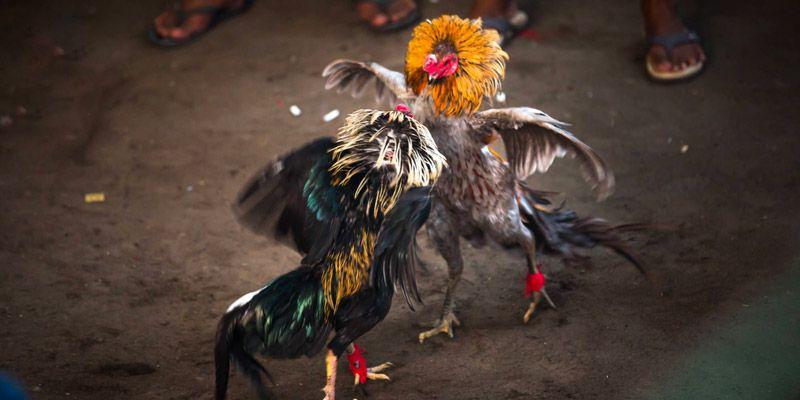 Đá Gà Cựa Sắt - Nơi Thể Hiện Bản Lĩnh Và Đam Mê Hấp Dẫn 8 Trải nghiệm hấp dẫn khi theo dõi đá gà cựa sắt