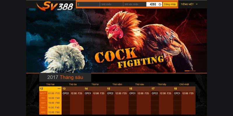 Đá gà SV388: Hướng dẫn chơi hiệu quả, chọn gà và chiến thuật 6 Đá gà SV388 liên tục diễn ra các trận đấu