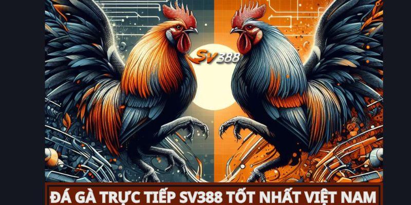 Đá gà SV388: Hướng dẫn chơi hiệu quả, chọn gà và chiến thuật 8 Sân chơi đá gà SV388 tốt nhất Việt Nam