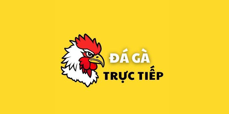 Trực Tiếp Đá Gà: Thường Xuyên Trực Tiếp Các Trận Đấu Hấp Dẫn 5 Trực Tiếp Đá Gà: Thường Xuyên Trực Tiếp Các Trận Đấu Hấp Dẫn