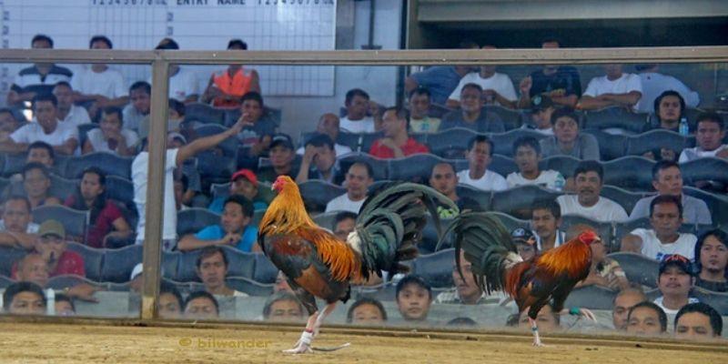 Trực Tiếp Đá Gà: Thường Xuyên Trực Tiếp Các Trận Đấu Hấp Dẫn 7 Số lượng người theo dõi trực tiếp đá gà rất đông đảo
