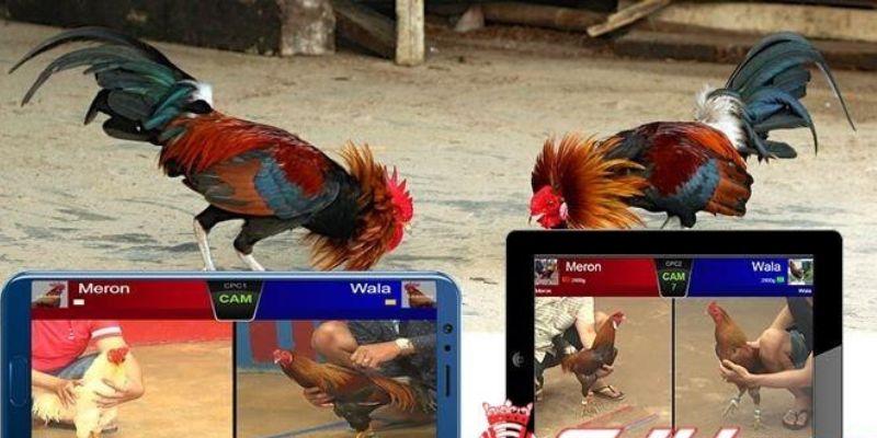 Đá Gà Trực Tiếp Hôm Nay - Livestream Kê Chiến, Có Thưởng Lớn 5 Trận đấu đá gà trực tiếp online