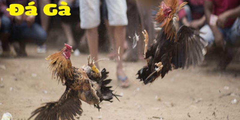 Đá Gà Cựa Sắt - Nơi Thể Hiện Bản Lĩnh Và Đam Mê Hấp Dẫn 6 Đá gà cựa sắt kịch tính và ác liệt