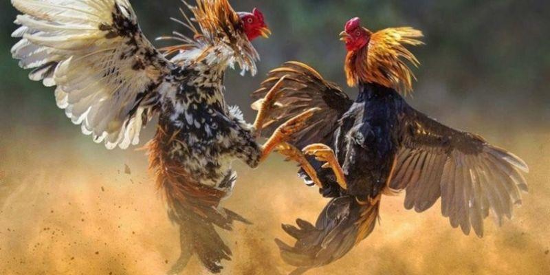 Đá Gà Cựa Dao Trực Tiếp – Liên Tục Update Kết Quả Mới Nhất 5 Đá Gà Cựa Dao Trực Tiếp – Liên Tục Update Kết Quả Mới Nhất